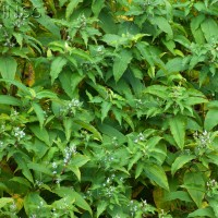 Himalayan knotweed